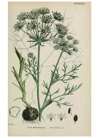 Reproducción/Reproduction 48717408436: English botany, or, Coloured figures of British plants /. London :R. Hardwicke,1863-1886.. 