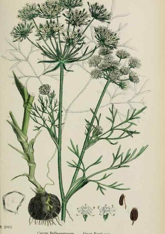 Reproducción/Reproduction 48717408436: English botany, or, Coloured figures of British plants /. London :R. Hardwicke,1863-1886.. 