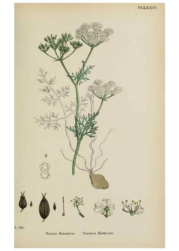 Reproducción/Reproduction 48717072573: English botany, or, Coloured figures of British plants /. London :R. Hardwicke,1863-1886.. 