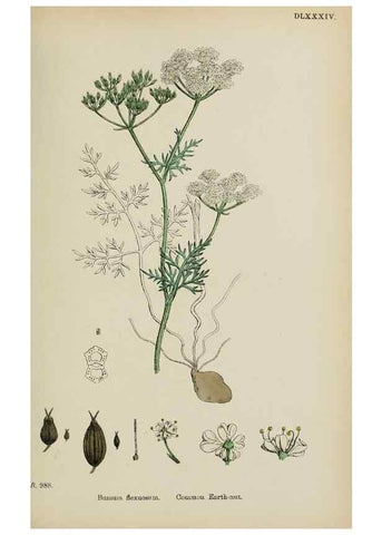 Reproducción/Reproduction 48717072573: English botany, or, Coloured figures of British plants /. London :R. Hardwicke,1863-1886.. 