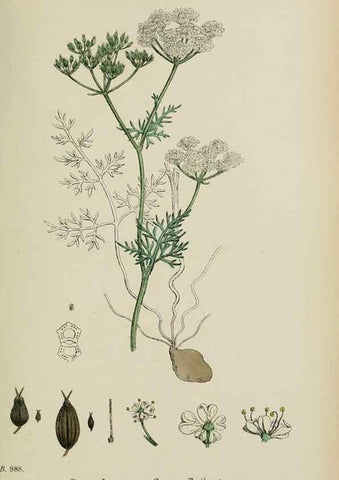 Reproducción/Reproduction 48717072573: English botany, or, Coloured figures of British plants /. London :R. Hardwicke,1863-1886.. 