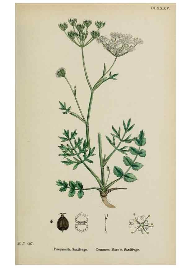 Reproducción/Reproduction 48717581057: English botany, or, Coloured figures of British plants /. London :R. Hardwicke,1863-1886.. 