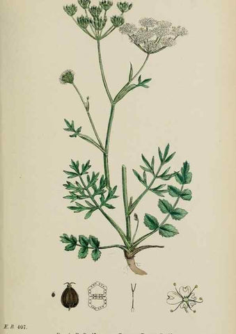 Reproducción/Reproduction 48717581057: English botany, or, Coloured figures of British plants /. London :R. Hardwicke,1863-1886.. 