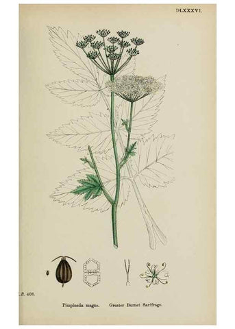 Reproducción/Reproduction 48717073098: English botany, or, Coloured figures of British plants /. London :R. Hardwicke,1863-1886.. 