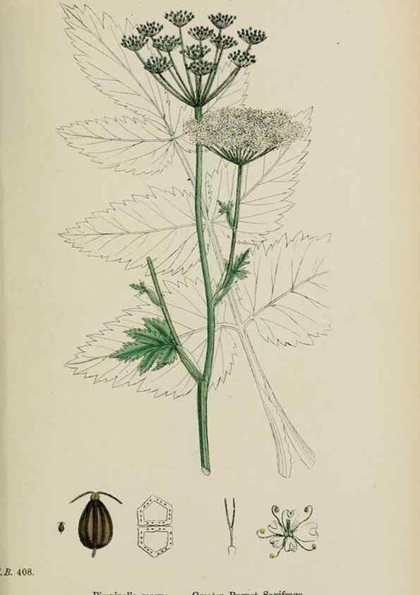 Reproducción/Reproduction 48717073098: English botany, or, Coloured figures of British plants /. London :R. Hardwicke,1863-1886.. 