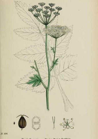 Reproducción/Reproduction 48717073098: English botany, or, Coloured figures of British plants /. London :R. Hardwicke,1863-1886.. 