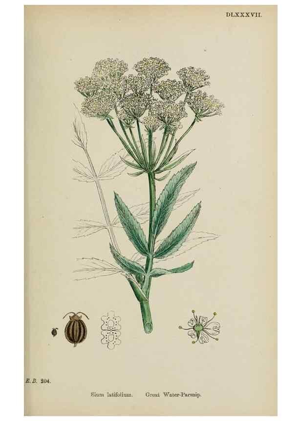 Reproducción/Reproduction 48717581587: English botany, or, Coloured figures of British plants /. London :R. Hardwicke,1863-1886.. 