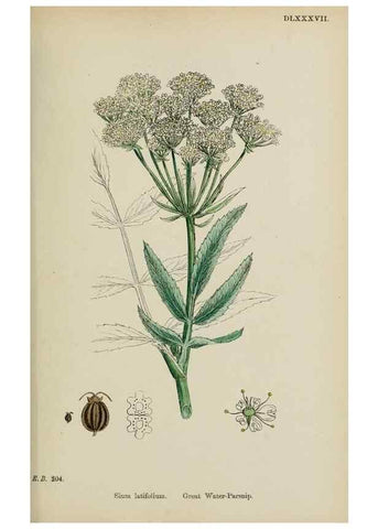 Reproducción/Reproduction 48717581587: English botany, or, Coloured figures of British plants /. London :R. Hardwicke,1863-1886.. 