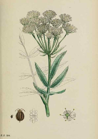 Reproducción/Reproduction 48717581587: English botany, or, Coloured figures of British plants /. London :R. Hardwicke,1863-1886.. 
