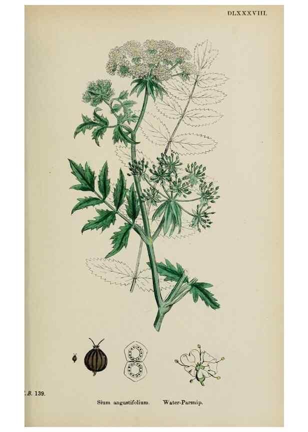 Reproducción/Reproduction 48717409711: English botany, or, Coloured figures of British plants /. London :R. Hardwicke,1863-1886.. 