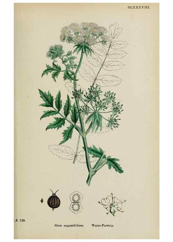 Reproducción/Reproduction 48717409711: English botany, or, Coloured figures of British plants /. London :R. Hardwicke,1863-1886.. 
