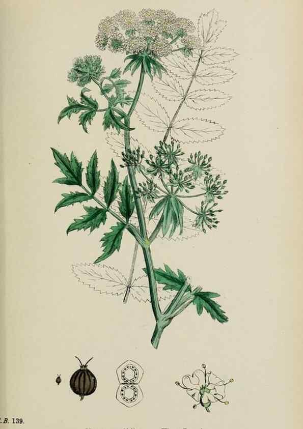 Reproducción/Reproduction 48717409711: English botany, or, Coloured figures of British plants /. London :R. Hardwicke,1863-1886.. 