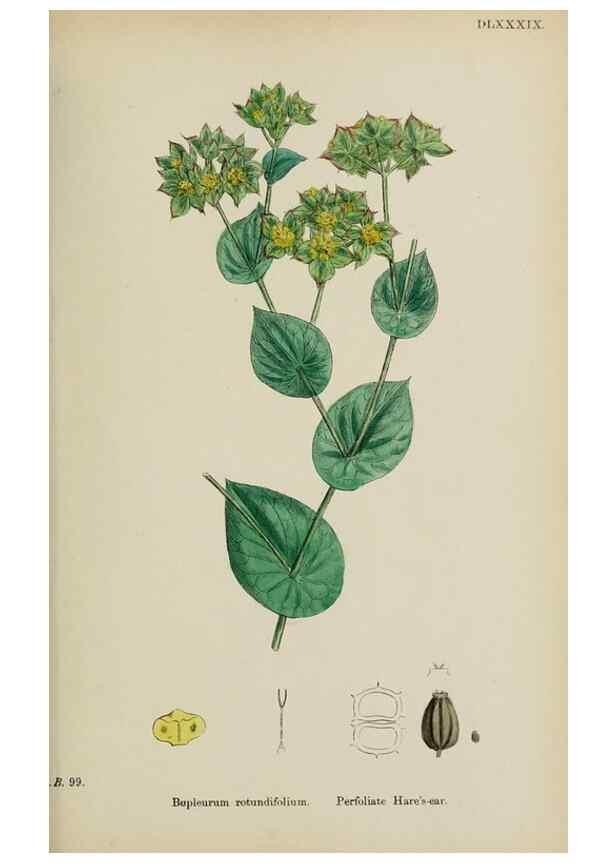 Reproducción/Reproduction 48717073953: English botany, or, Coloured figures of British plants /. London :R. Hardwicke,1863-1886.. 