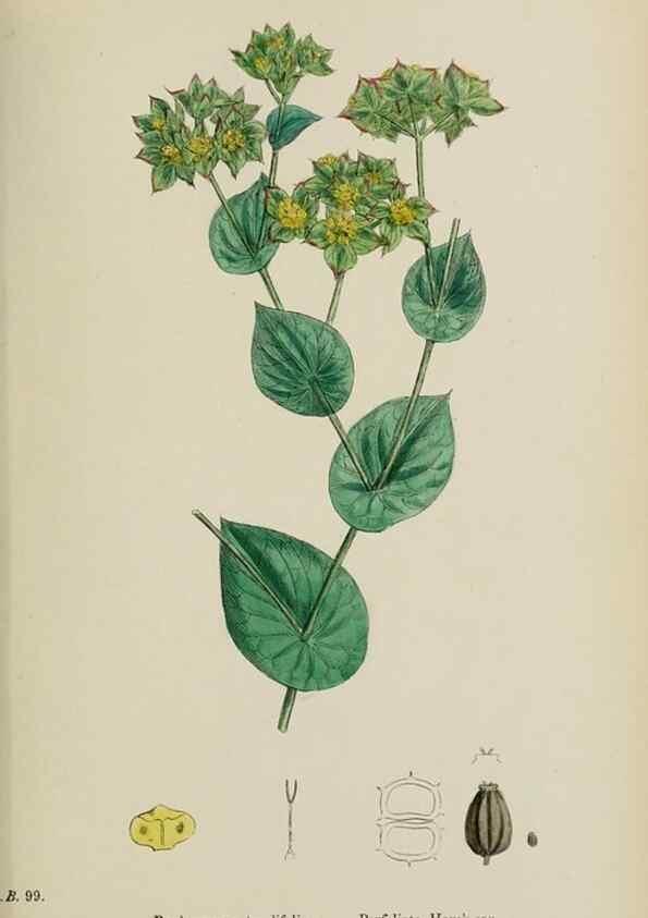 Reproducción/Reproduction 48717073953: English botany, or, Coloured figures of British plants /. London :R. Hardwicke,1863-1886.. 