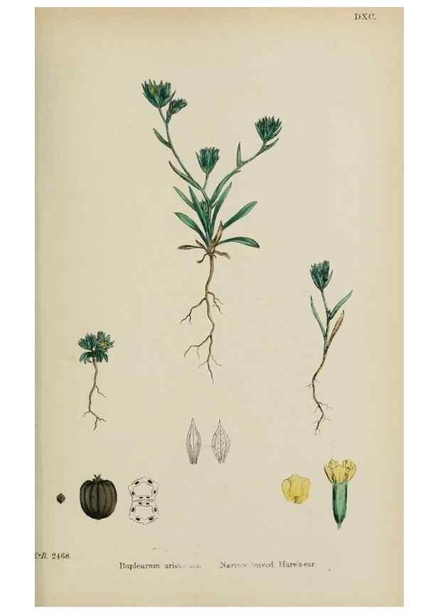 Reproducción/Reproduction 48717410226: English botany, or, Coloured figures of British plants /. London :R. Hardwicke,1863-1886.. 