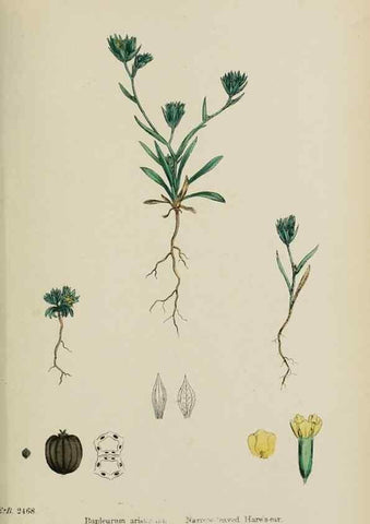 Reproducción/Reproduction 48717410226: English botany, or, Coloured figures of British plants /. London :R. Hardwicke,1863-1886.. 