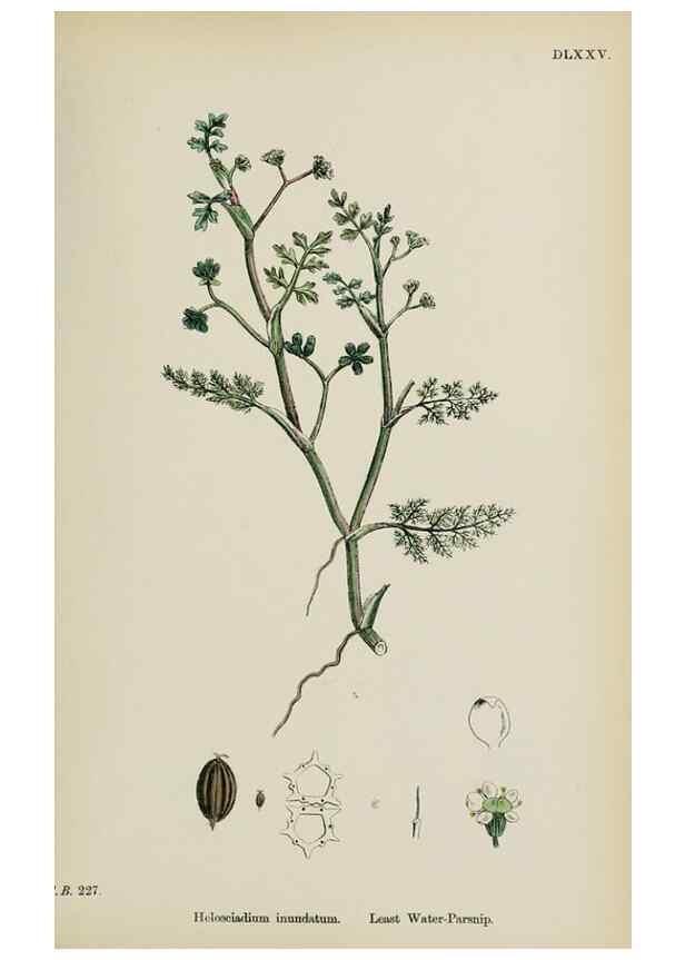 Reproducción/Reproduction 48717577947: English botany, or, Coloured figures of British plants /. London :R. Hardwicke,1863-1886.. 