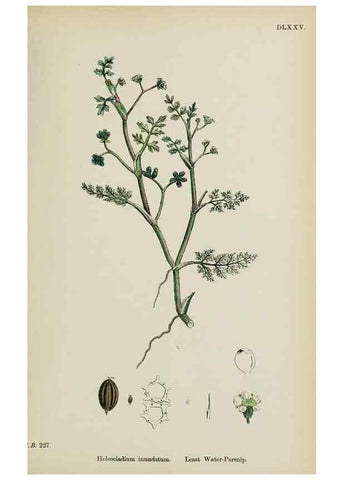Reproducción/Reproduction 48717577947: English botany, or, Coloured figures of British plants /. London :R. Hardwicke,1863-1886.. 