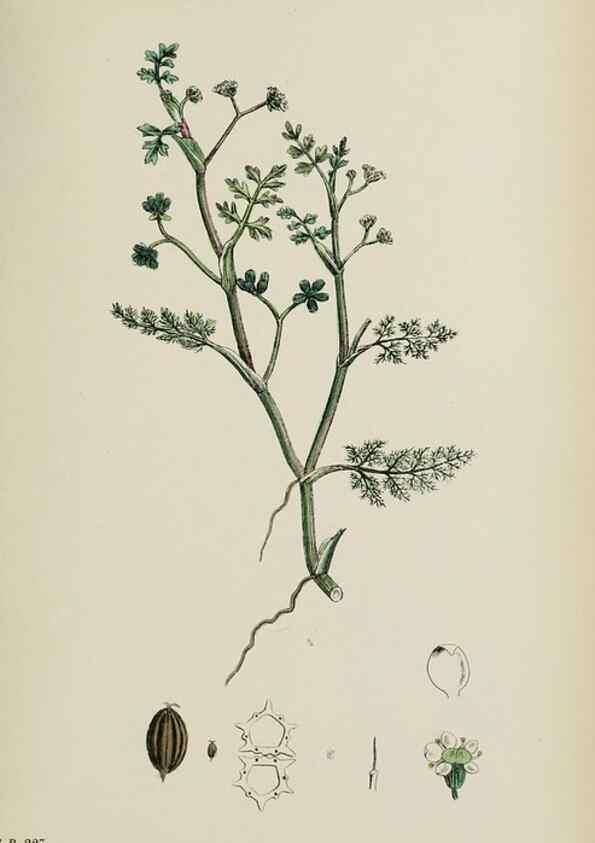 Reproducción/Reproduction 48717577947: English botany, or, Coloured figures of British plants /. London :R. Hardwicke,1863-1886.. 