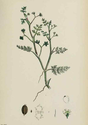 Reproducción/Reproduction 48717577947: English botany, or, Coloured figures of British plants /. London :R. Hardwicke,1863-1886.. 