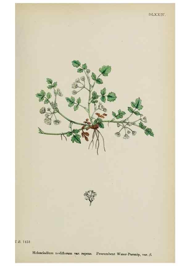 Reproducción/Reproduction 48717069758: English botany, or, Coloured figures of British plants /. London :R. Hardwicke,1863-1886.. 