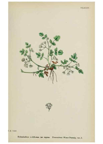 Reproducción/Reproduction 48717069758: English botany, or, Coloured figures of British plants /. London :R. Hardwicke,1863-1886.. 