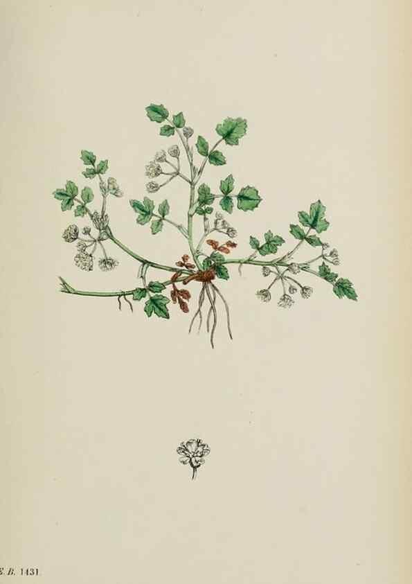 Reproducción/Reproduction 48717069758: English botany, or, Coloured figures of British plants /. London :R. Hardwicke,1863-1886.. 