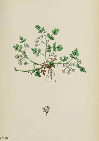 Reproducción/Reproduction 48717069758: English botany, or, Coloured figures of British plants /. London :R. Hardwicke,1863-1886.. 