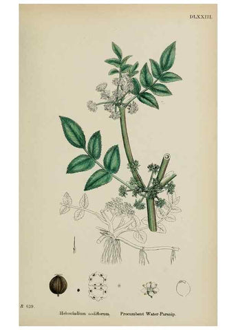 Reproducción/Reproduction 48717577417: English botany, or, Coloured figures of British plants /. London :R. Hardwicke,1863-1886.. 