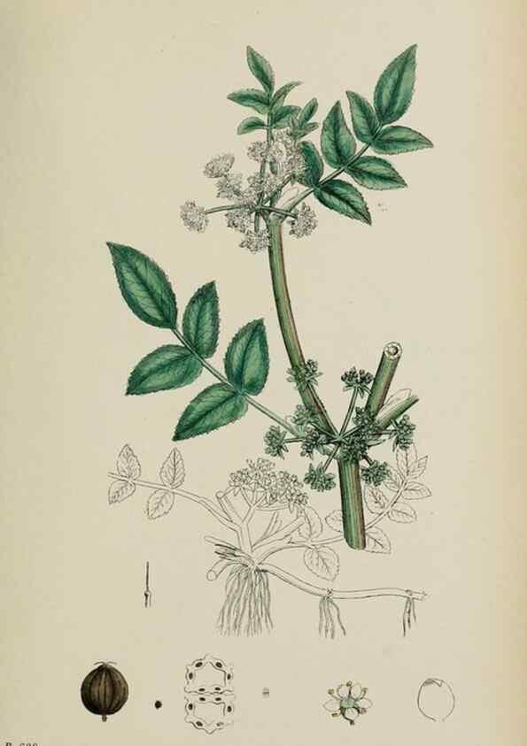 Reproducción/Reproduction 48717577417: English botany, or, Coloured figures of British plants /. London :R. Hardwicke,1863-1886.. 