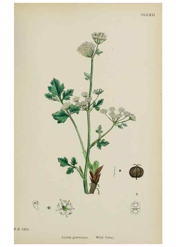 Reproducción/Reproduction 48717405376: English botany, or, Coloured figures of British plants /. London :R. Hardwicke,1863-1886.. 