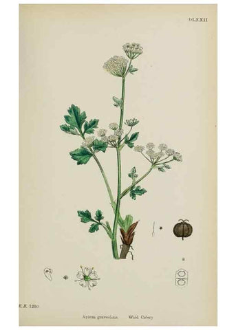 Reproducción/Reproduction 48717405376: English botany, or, Coloured figures of British plants /. London :R. Hardwicke,1863-1886.. 