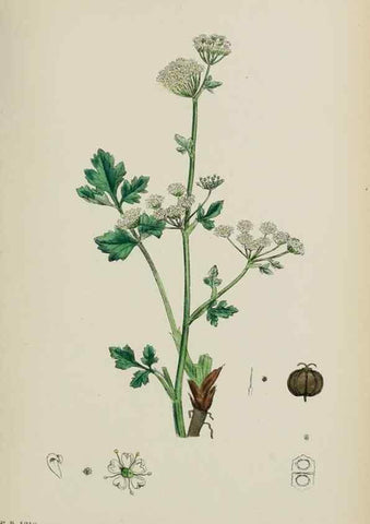 Reproducción/Reproduction 48717405376: English botany, or, Coloured figures of British plants /. London :R. Hardwicke,1863-1886.. 
