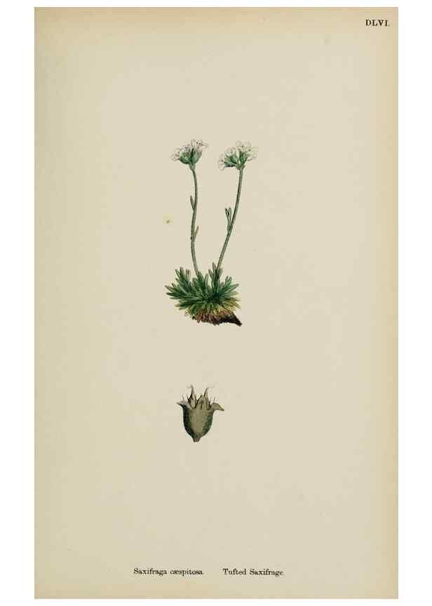 Reproducción/Reproduction 48717064383: English botany, or, Coloured figures of British plants /. London :R. Hardwicke,1863-1886.. 