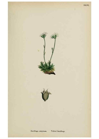 Reproducción/Reproduction 48717064383: English botany, or, Coloured figures of British plants /. London :R. Hardwicke,1863-1886.. 