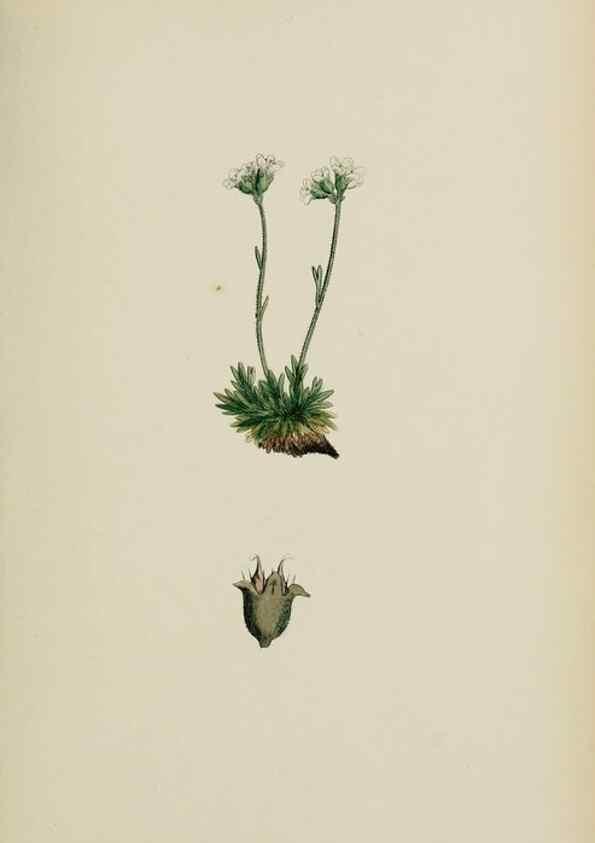 Reproducción/Reproduction 48717064383: English botany, or, Coloured figures of British plants /. London :R. Hardwicke,1863-1886.. 