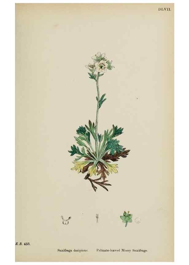 Reproducción/Reproduction 48717400501: English botany, or, Coloured figures of British plants /. London :R. Hardwicke,1863-1886.. 