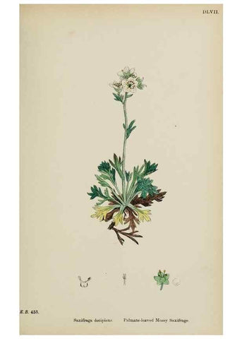 Reproducción/Reproduction 48717400501: English botany, or, Coloured figures of British plants /. London :R. Hardwicke,1863-1886.. 