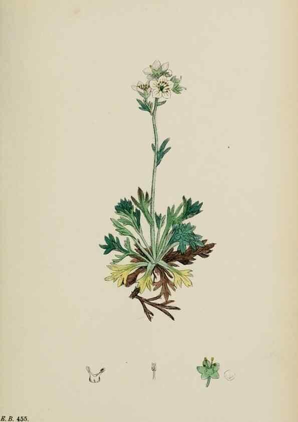 Reproducción/Reproduction 48717400501: English botany, or, Coloured figures of British plants /. London :R. Hardwicke,1863-1886.. 