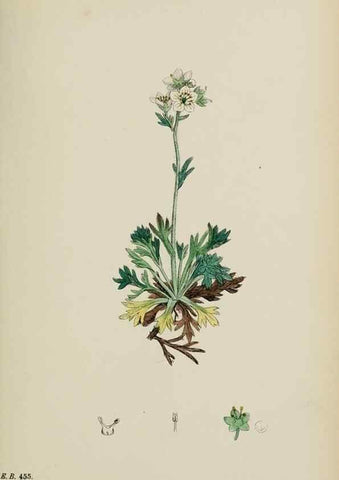 Reproducción/Reproduction 48717400501: English botany, or, Coloured figures of British plants /. London :R. Hardwicke,1863-1886.. 