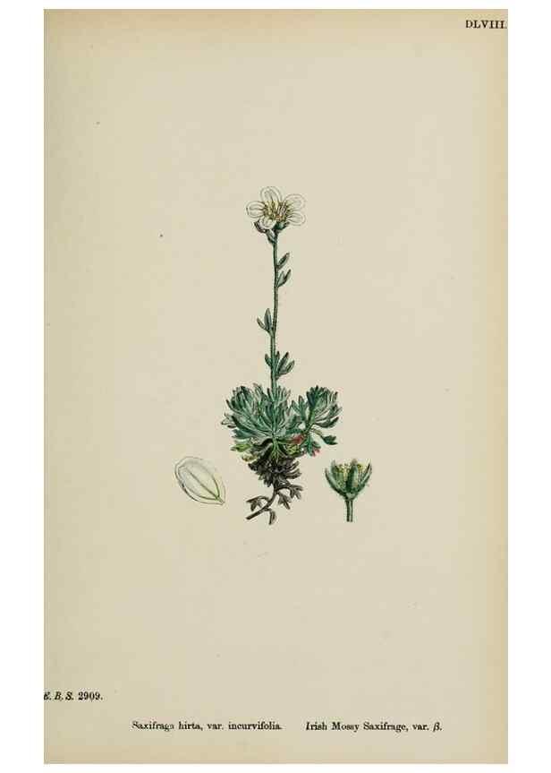 Reproducción/Reproduction 48717572307: English botany, or, Coloured figures of British plants /. London :R. Hardwicke,1863-1886.. 