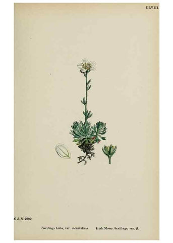 Reproducción/Reproduction 48717572307: English botany, or, Coloured figures of British plants /. London :R. Hardwicke,1863-1886.. 