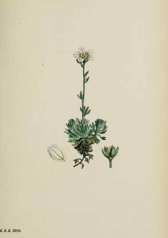 Reproducción/Reproduction 48717572307: English botany, or, Coloured figures of British plants /. London :R. Hardwicke,1863-1886.. 