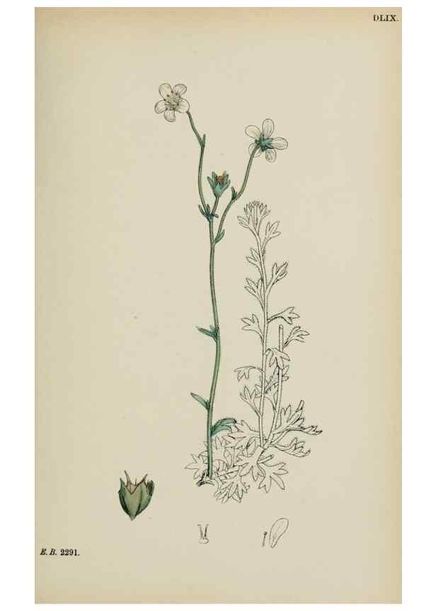 Reproducción/Reproduction 48717572632: English botany, or, Coloured figures of British plants /. London :R. Hardwicke,1863-1886.. 