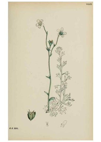 Reproducción/Reproduction 48717572632: English botany, or, Coloured figures of British plants /. London :R. Hardwicke,1863-1886.. 