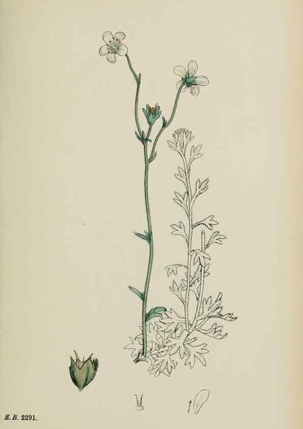 Reproducción/Reproduction 48717572632: English botany, or, Coloured figures of British plants /. London :R. Hardwicke,1863-1886.. 