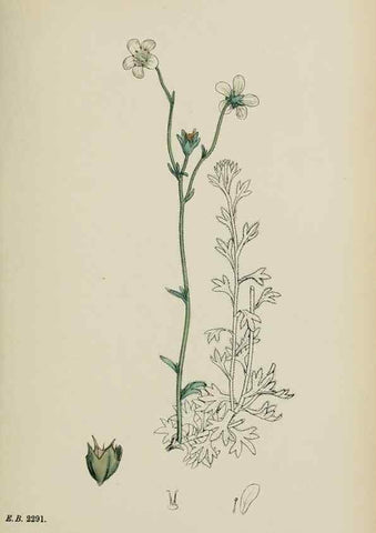 Reproducción/Reproduction 48717572632: English botany, or, Coloured figures of British plants /. London :R. Hardwicke,1863-1886.. 