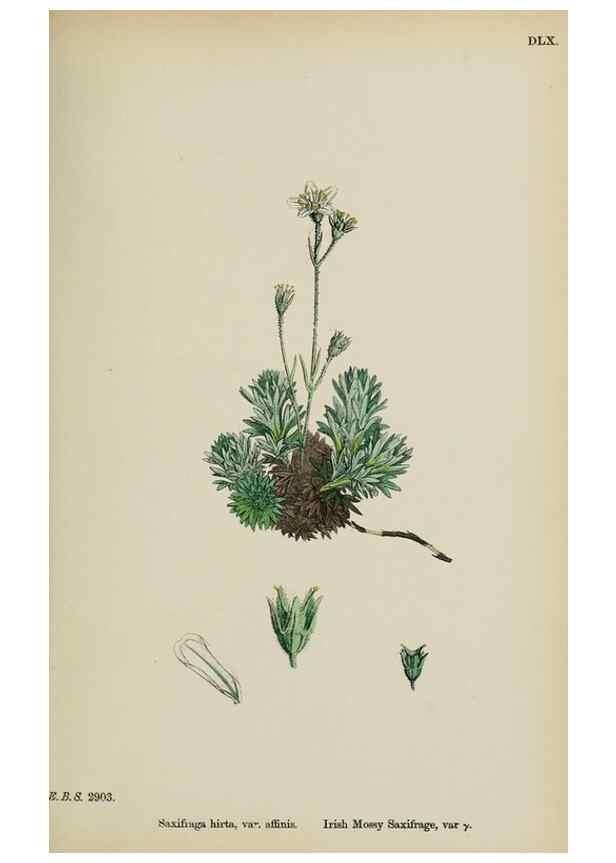 Reproducción/Reproduction 48717401296: English botany, or, Coloured figures of British plants /. London :R. Hardwicke,1863-1886.. 