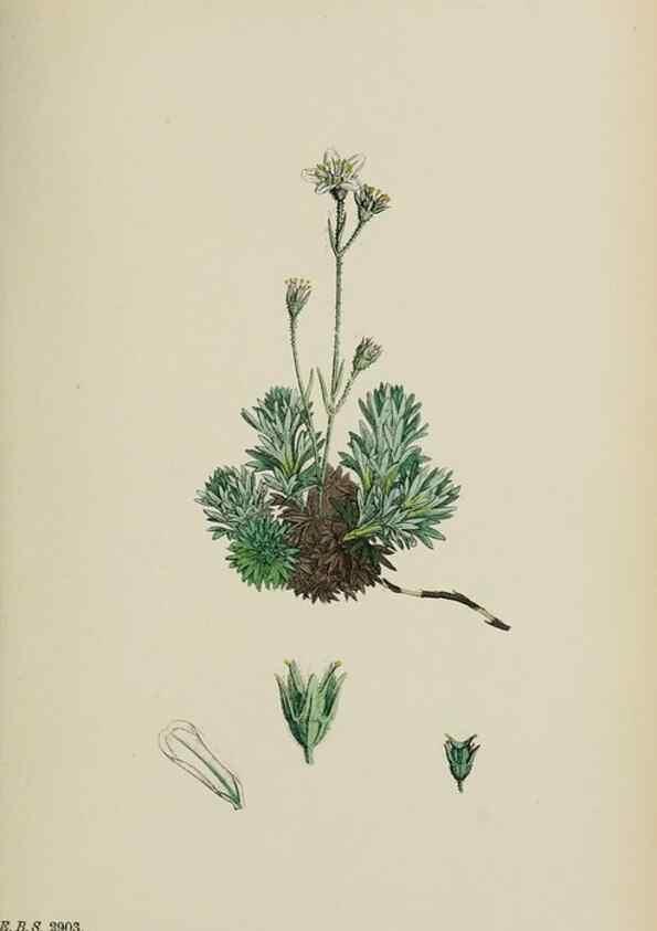 Reproducción/Reproduction 48717401296: English botany, or, Coloured figures of British plants /. London :R. Hardwicke,1863-1886.. 