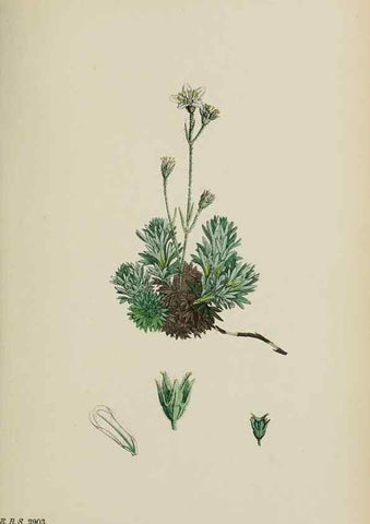 Reproducción/Reproduction 48717401296: English botany, or, Coloured figures of British plants /. London :R. Hardwicke,1863-1886.. 